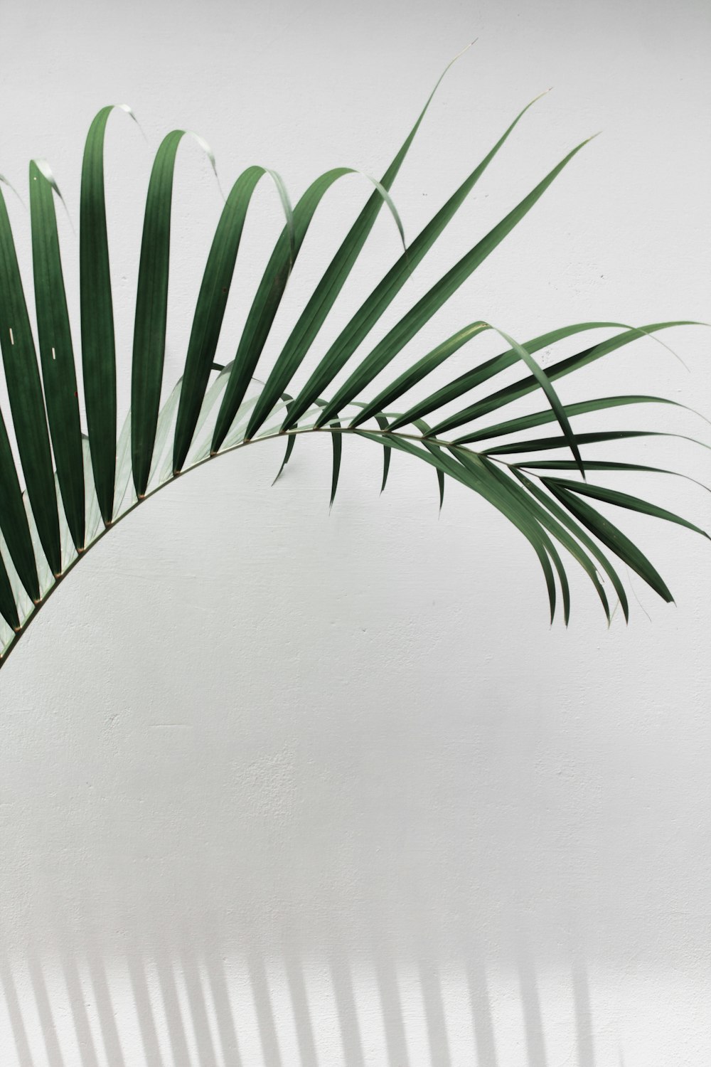 green palm plant beside white wall