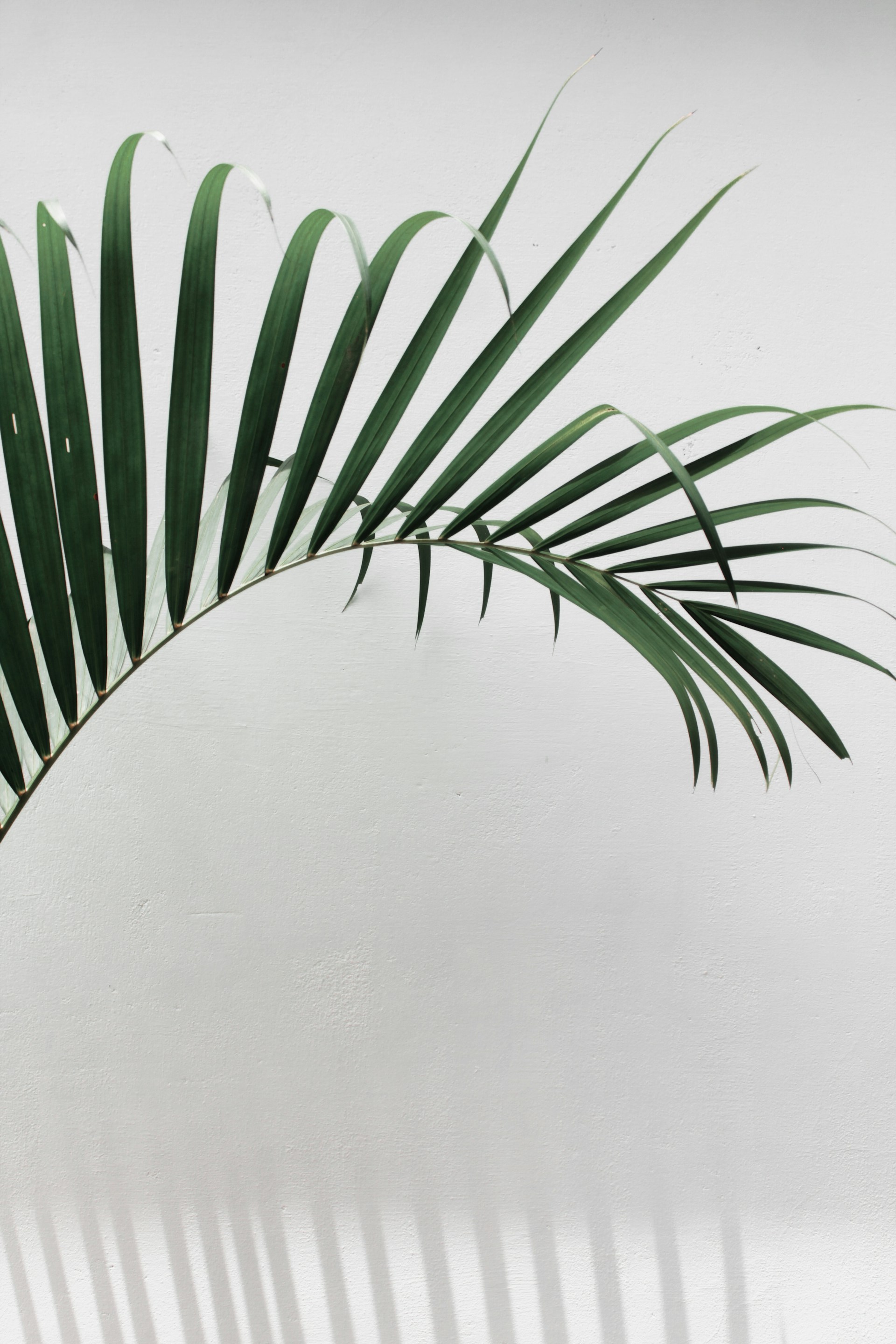 green palm plant beside white wall