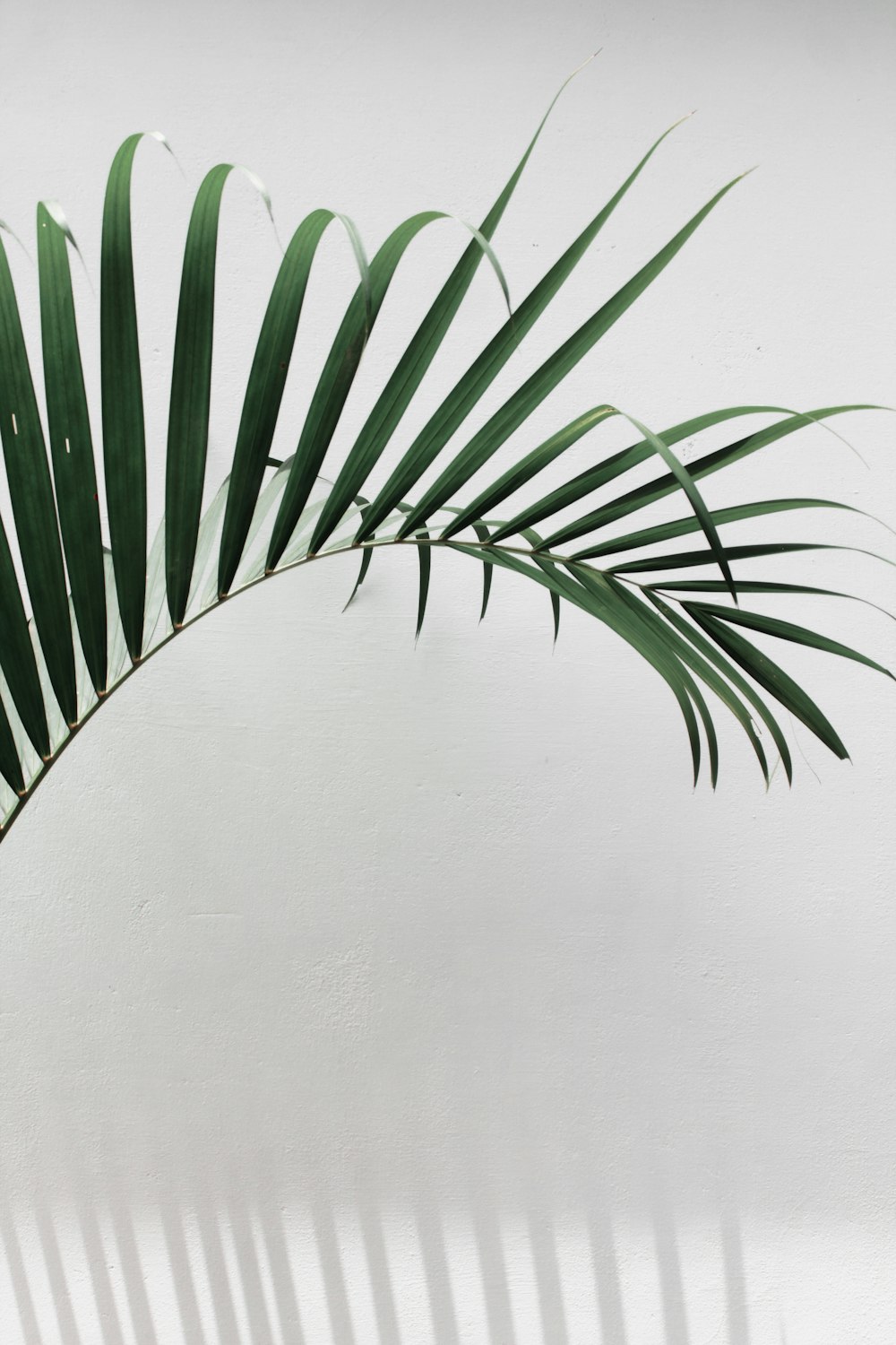 Planta de palmera verde junto a la pared blanca