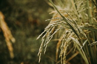 brown wheat in close up photography