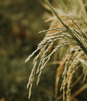 brown wheat in close up photography