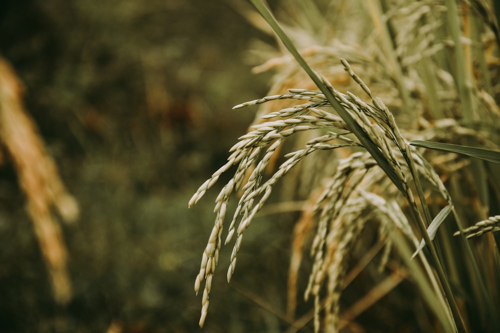 brown wheat in close up photography