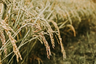 Golden stalks of rice bend under their own weight in a lush green paddy field. The grains are clustered tightly along the tips of the plants, indicating ripeness and readiness for harvest. The scene conveys a sense of natural abundance and agricultural vitality.