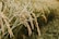 Golden stalks of rice bend under their own weight in a lush green paddy field. The grains are clustered tightly along the tips of the plants, indicating ripeness and readiness for harvest. The scene conveys a sense of natural abundance and agricultural vitality.