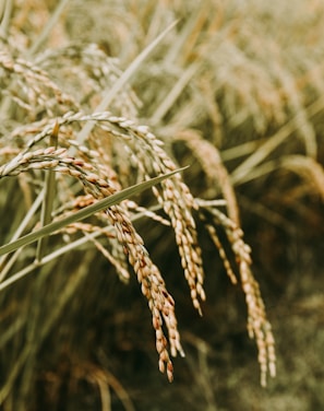 brown wheat in close up photography