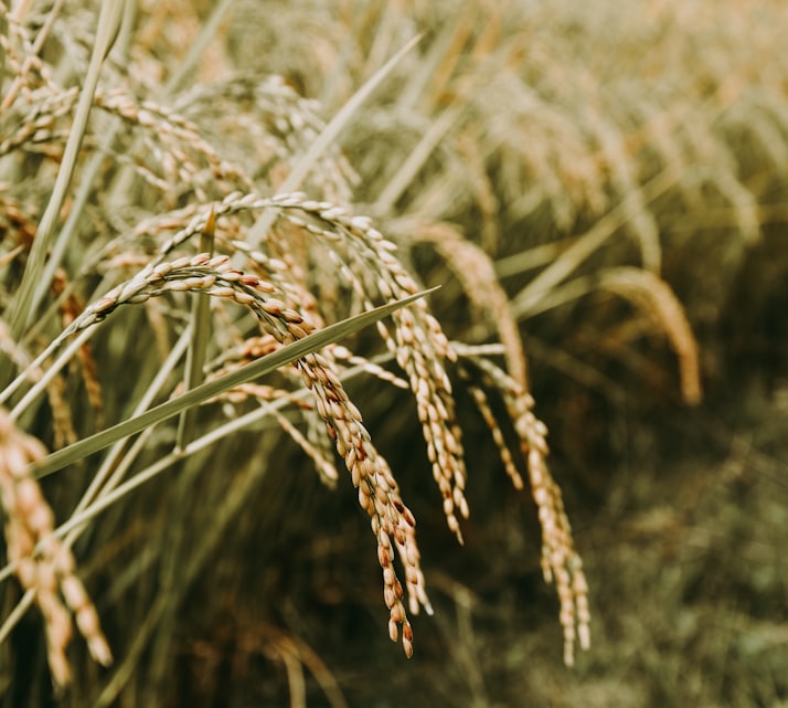 brown wheat in close up photography