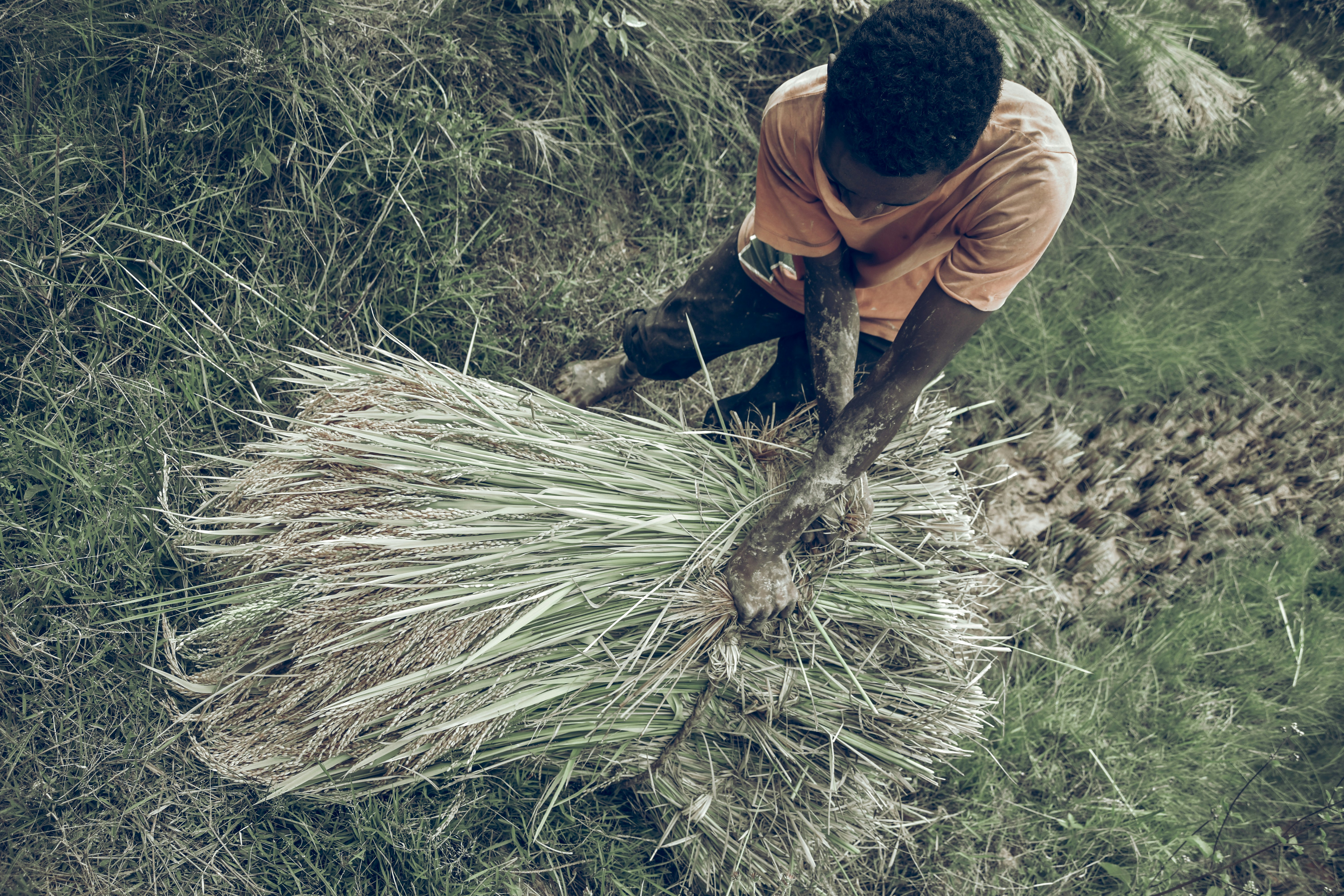 Rice harvest labor