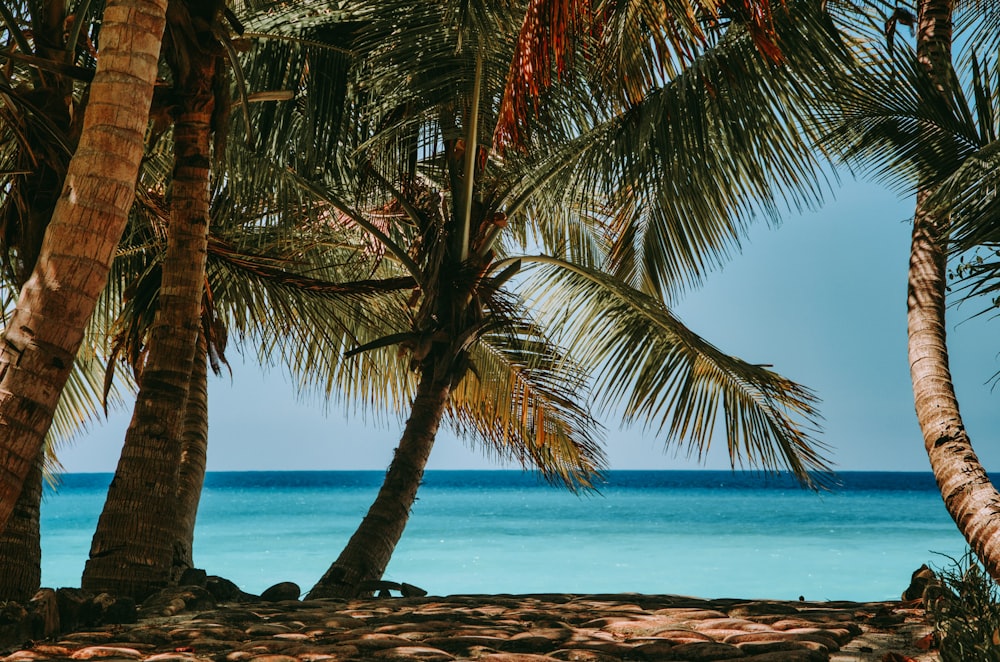 palm tree near body of water during daytime