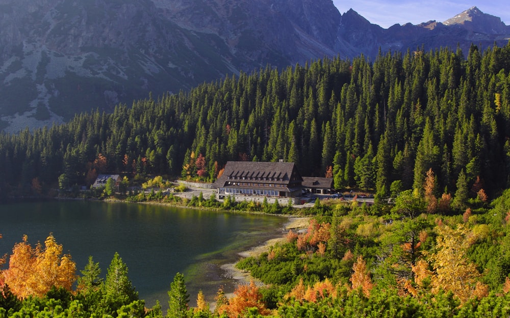 green pine trees near body of water during daytime