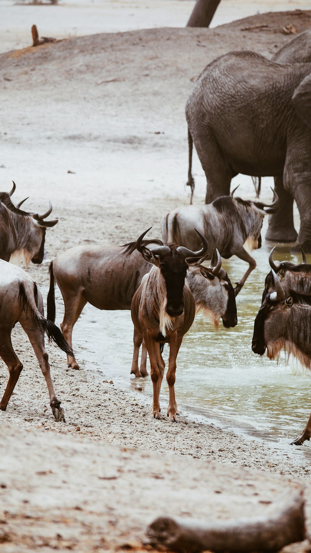 herd of brown deer on gray sand during daytime