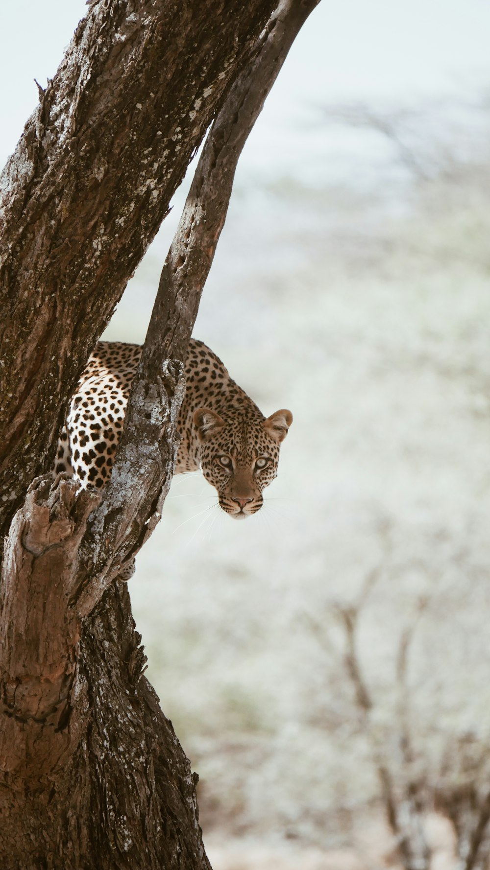 leopard on brown tree trunk during daytime