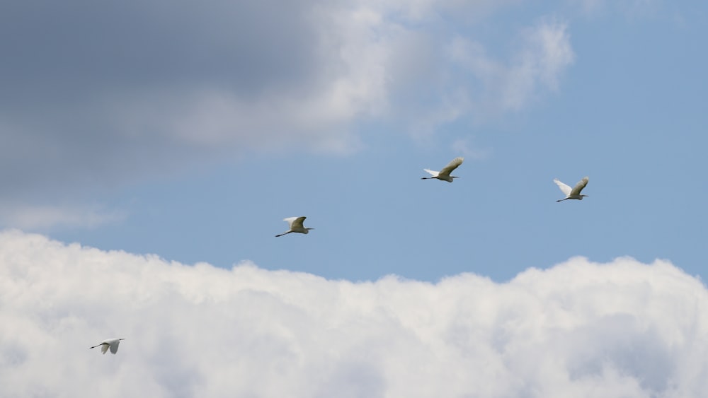 white bird flying under white clouds during daytime