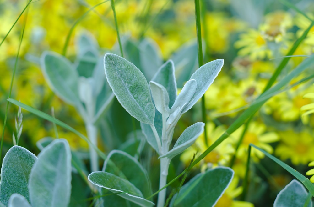 green leaves in tilt shift lens