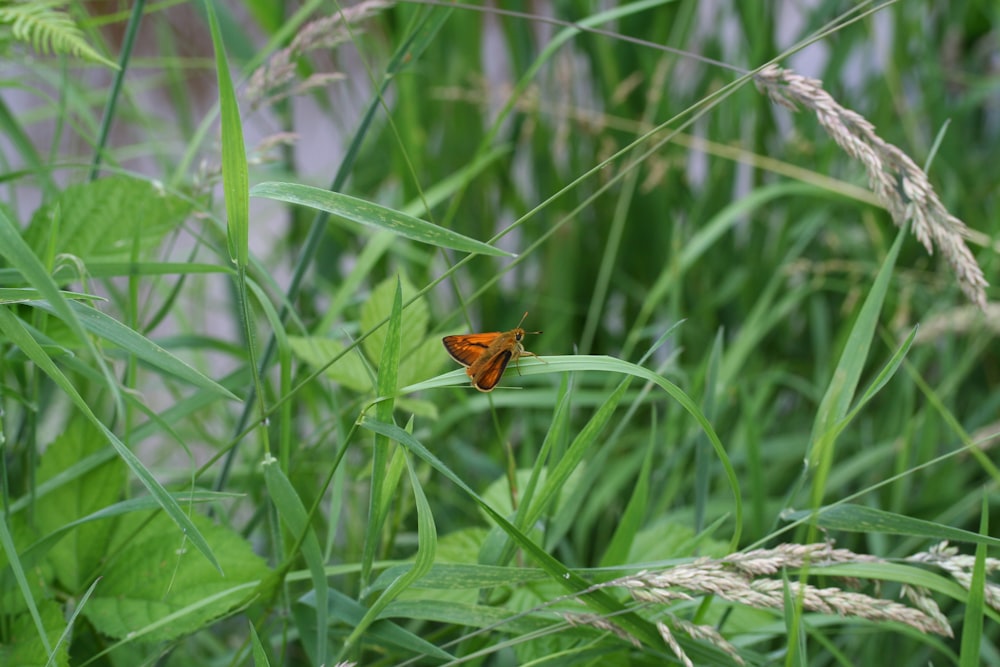 brown and black butterfly on green grass during daytime