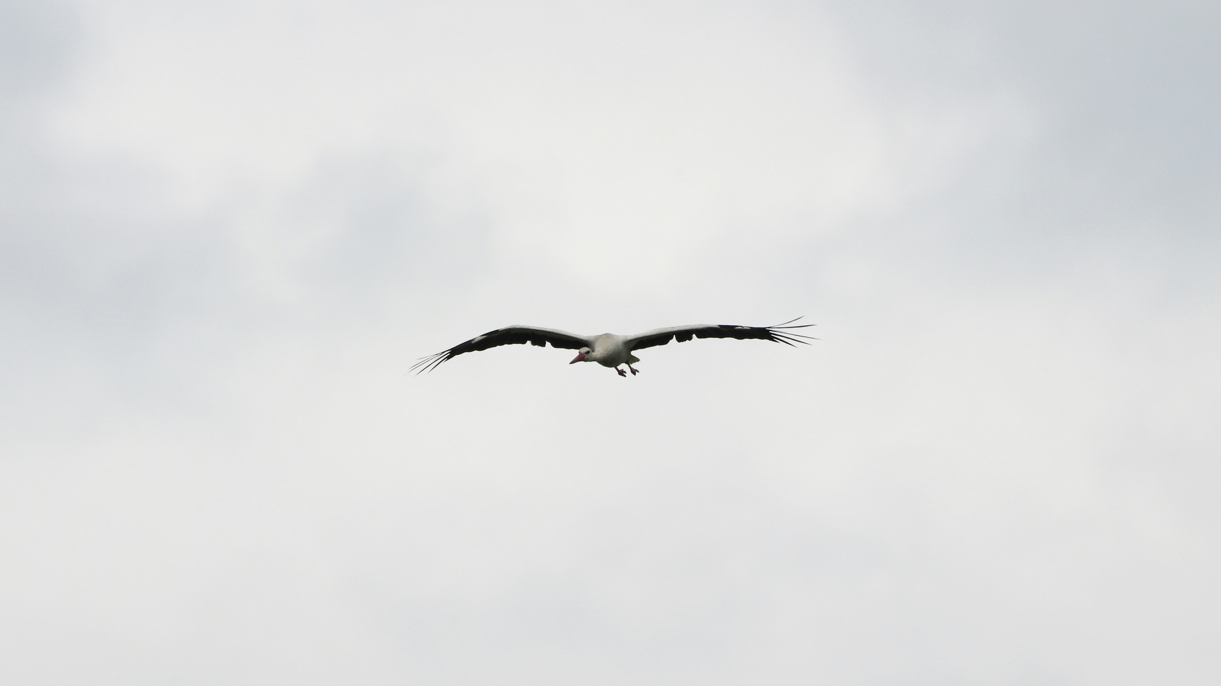 Photo by limosa