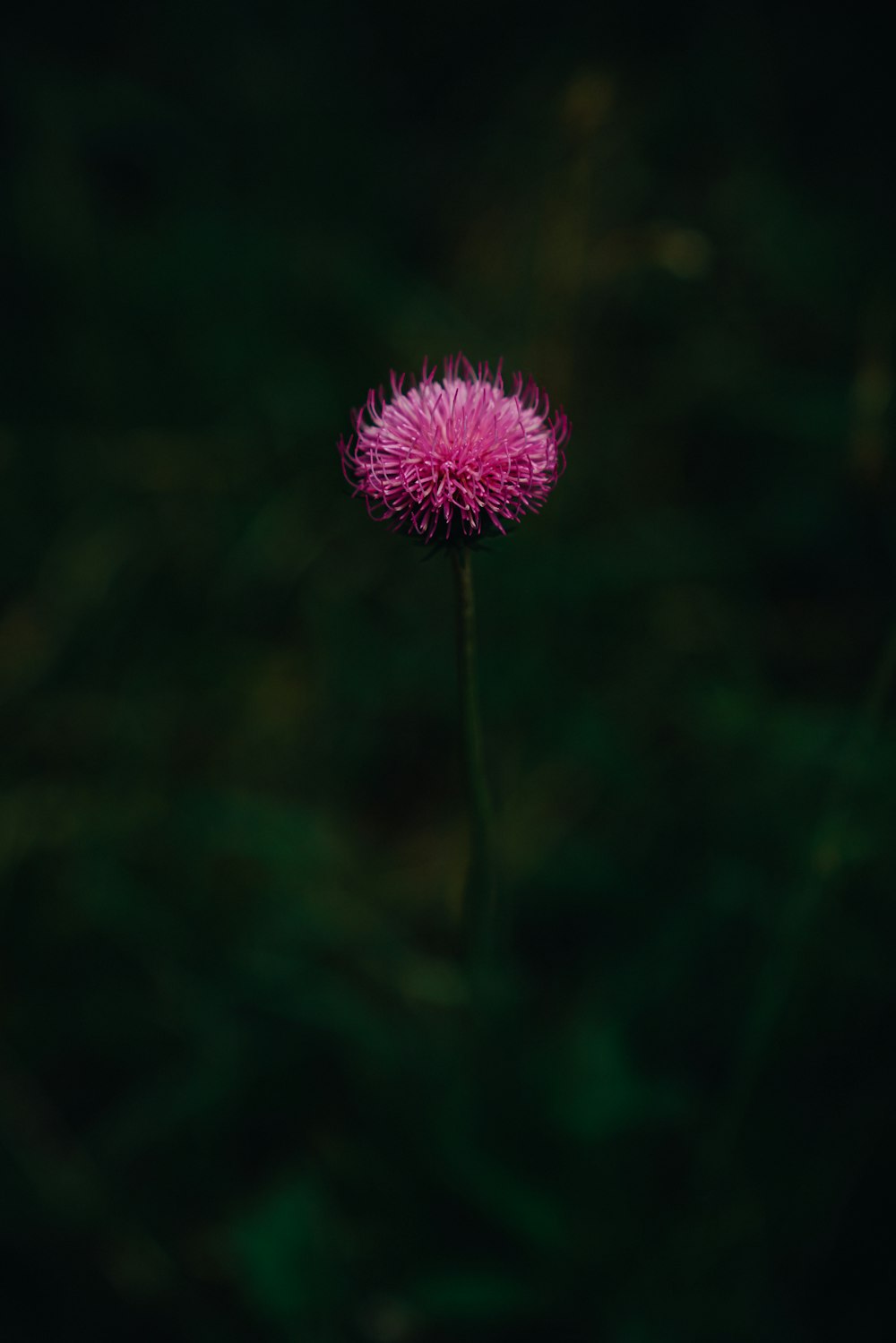 pink flower in tilt shift lens