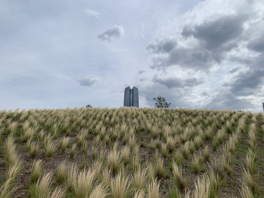 green grass field near high rise building under white clouds during daytime
