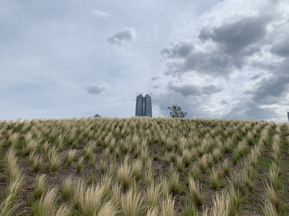Campo de hierba verde cerca de un edificio de gran altura bajo nubes blancas durante el día