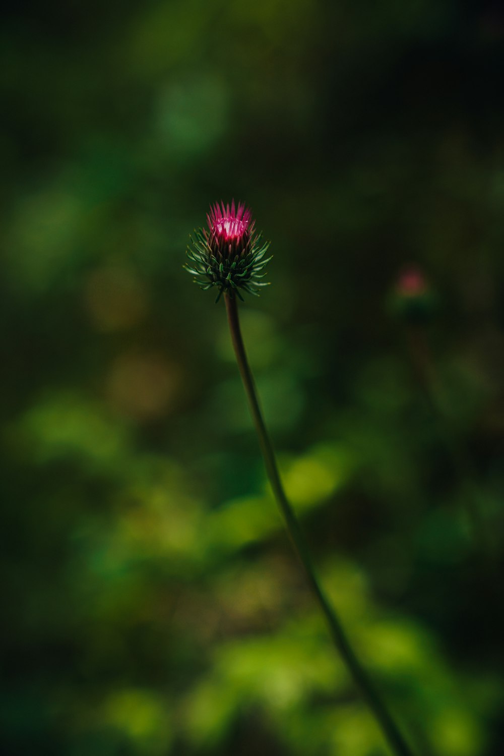 purple flower in tilt shift lens