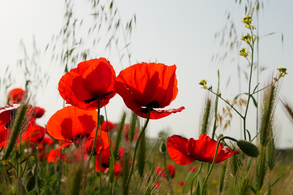 red flower in close up photography