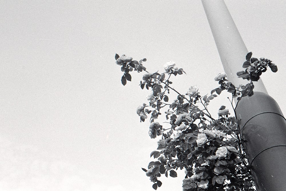 grayscale photo of tree with leaves