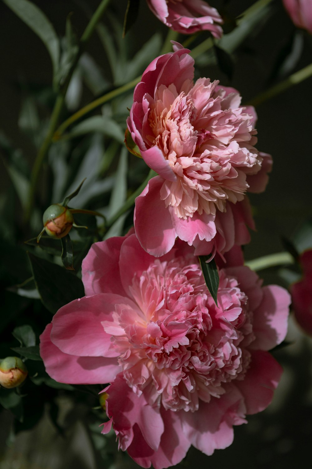 pink flower in macro lens