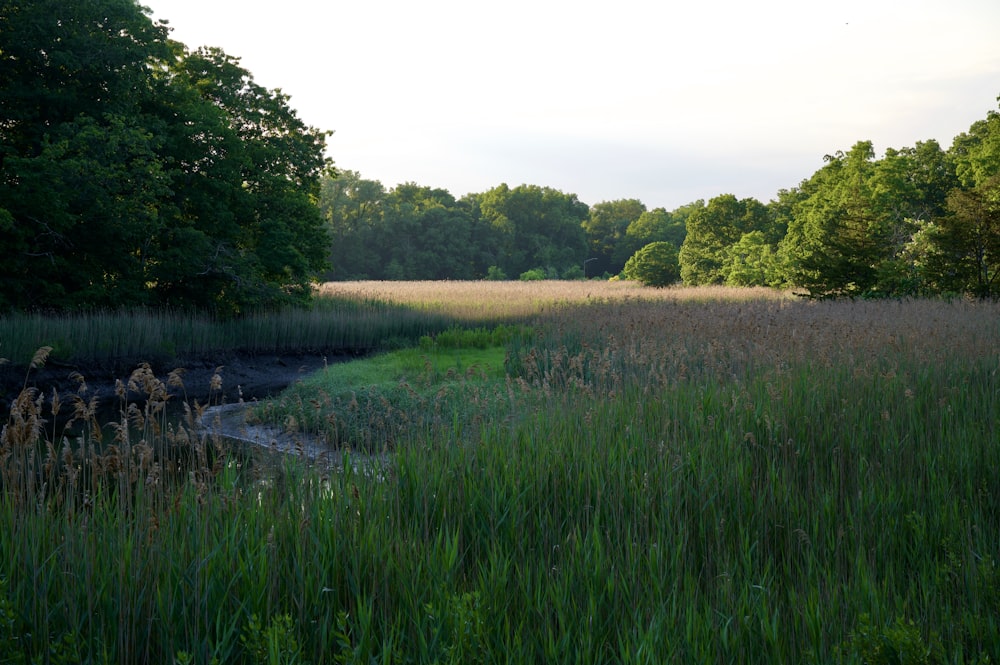 green grass field near river during daytime