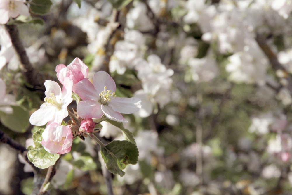 pink and white flower in tilt shift lens