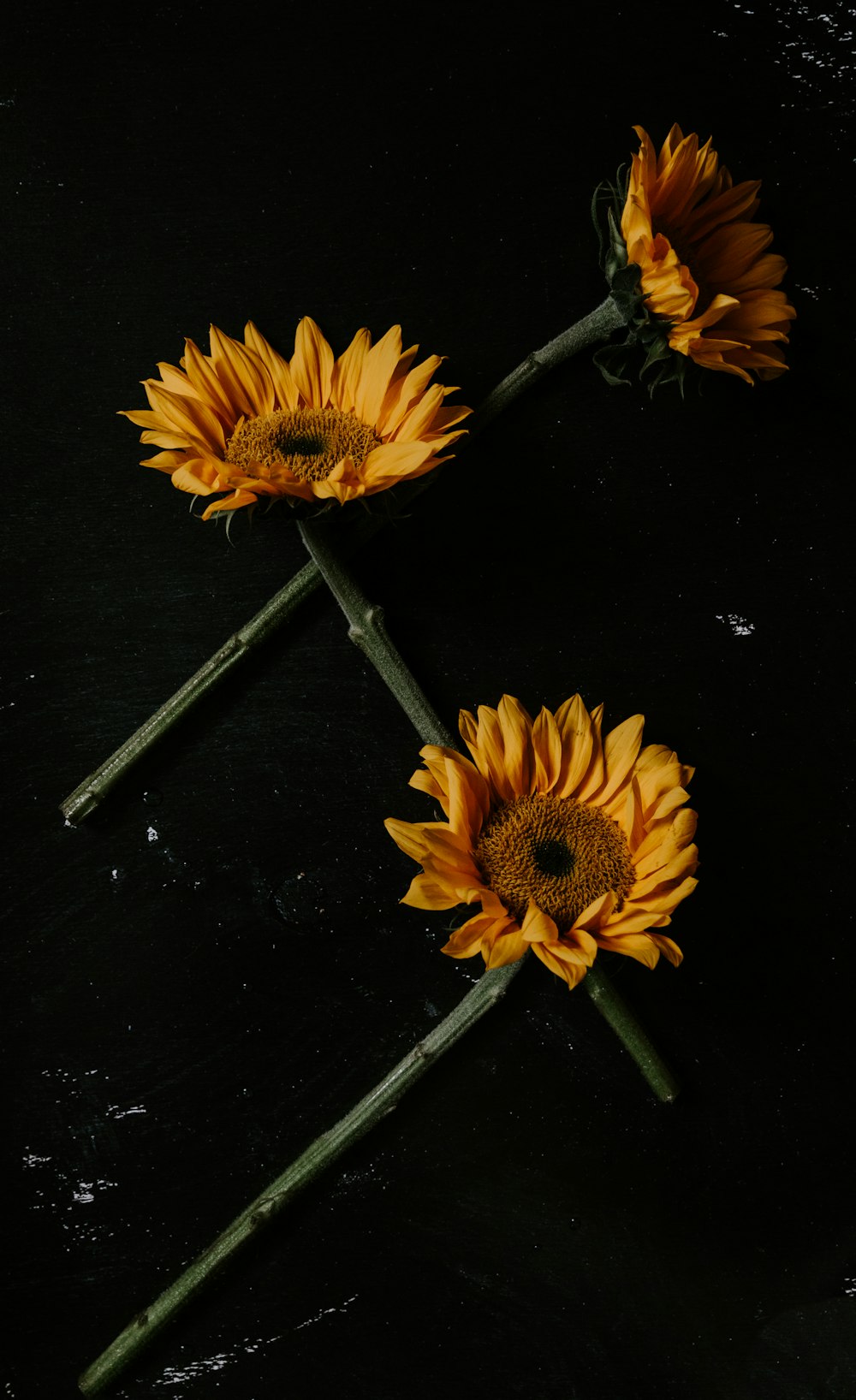 yellow sunflower on black surface