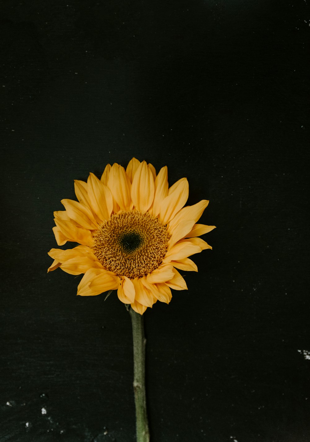 yellow sunflower on black background