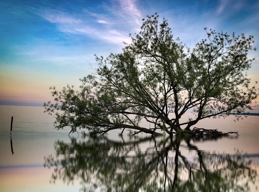 árbol verde en el cuerpo de agua bajo el cielo azul durante el día