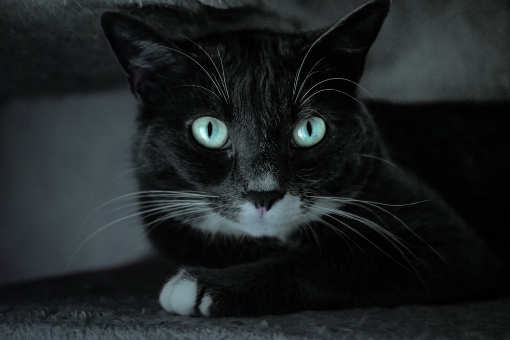gato preto e branco deitado no tecido cinza