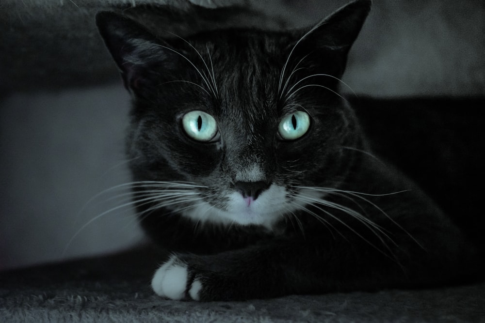 black and white cat lying on gray textile