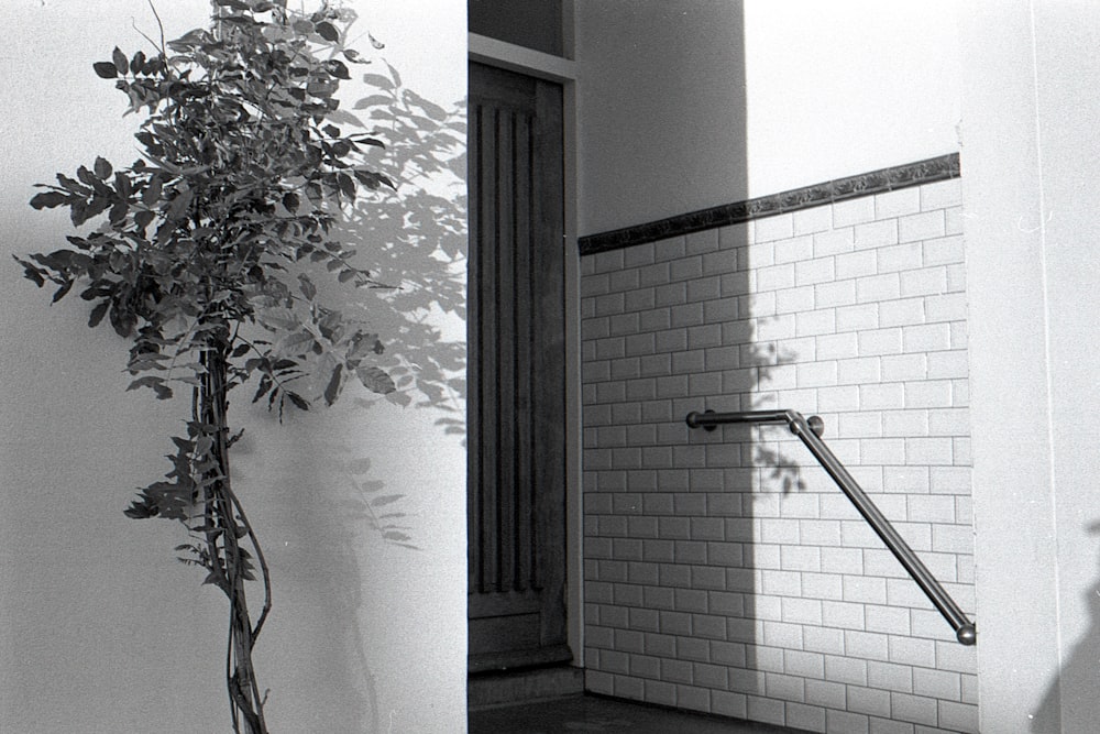 plante verte sur pot en céramique blanche