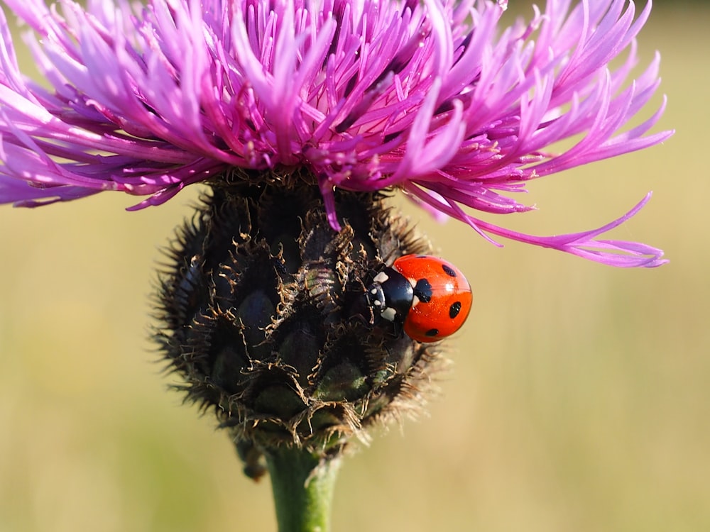 red ladybug perched on purple flower in close up photography during daytime