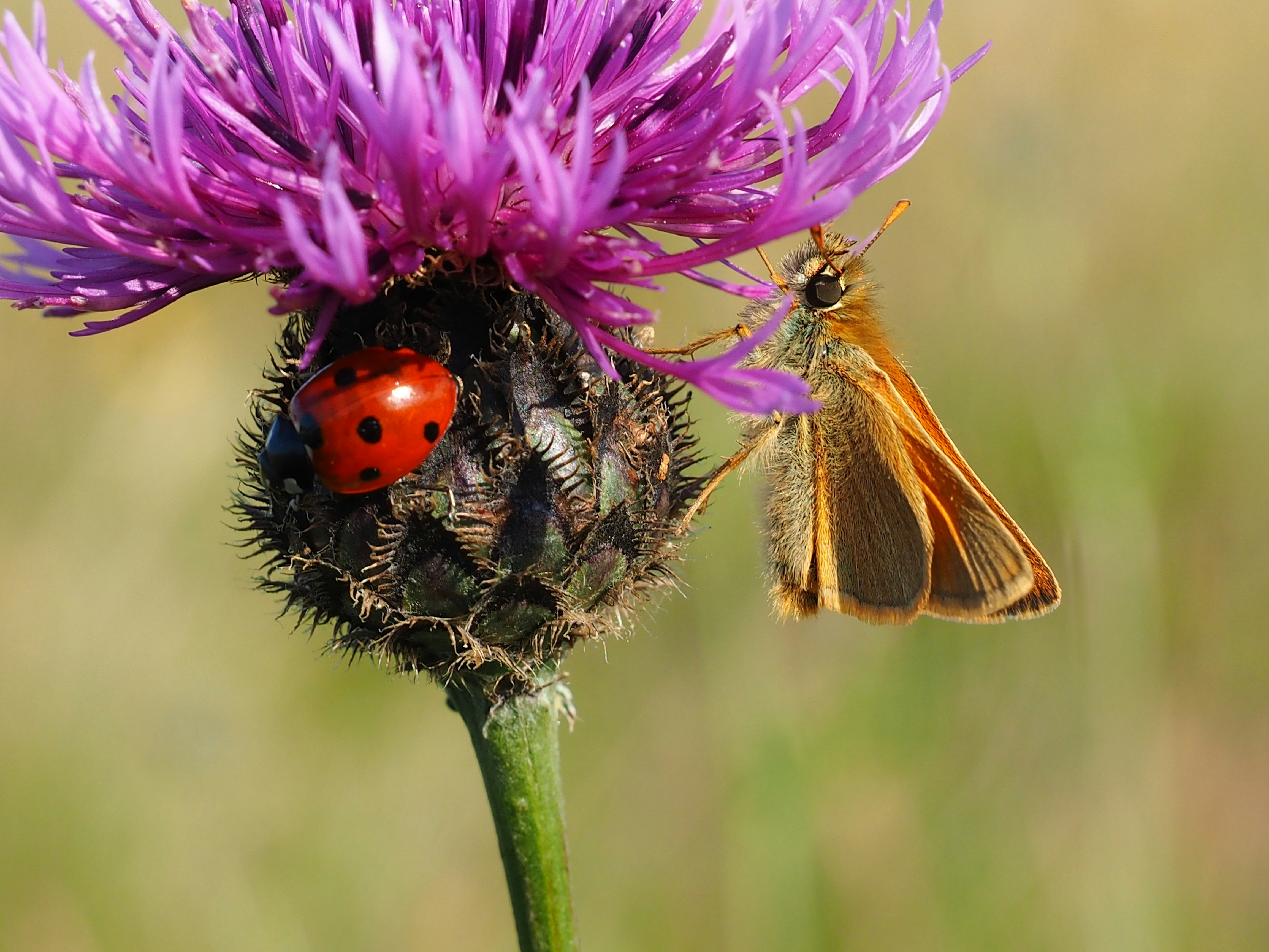 Photo by boarderbloke