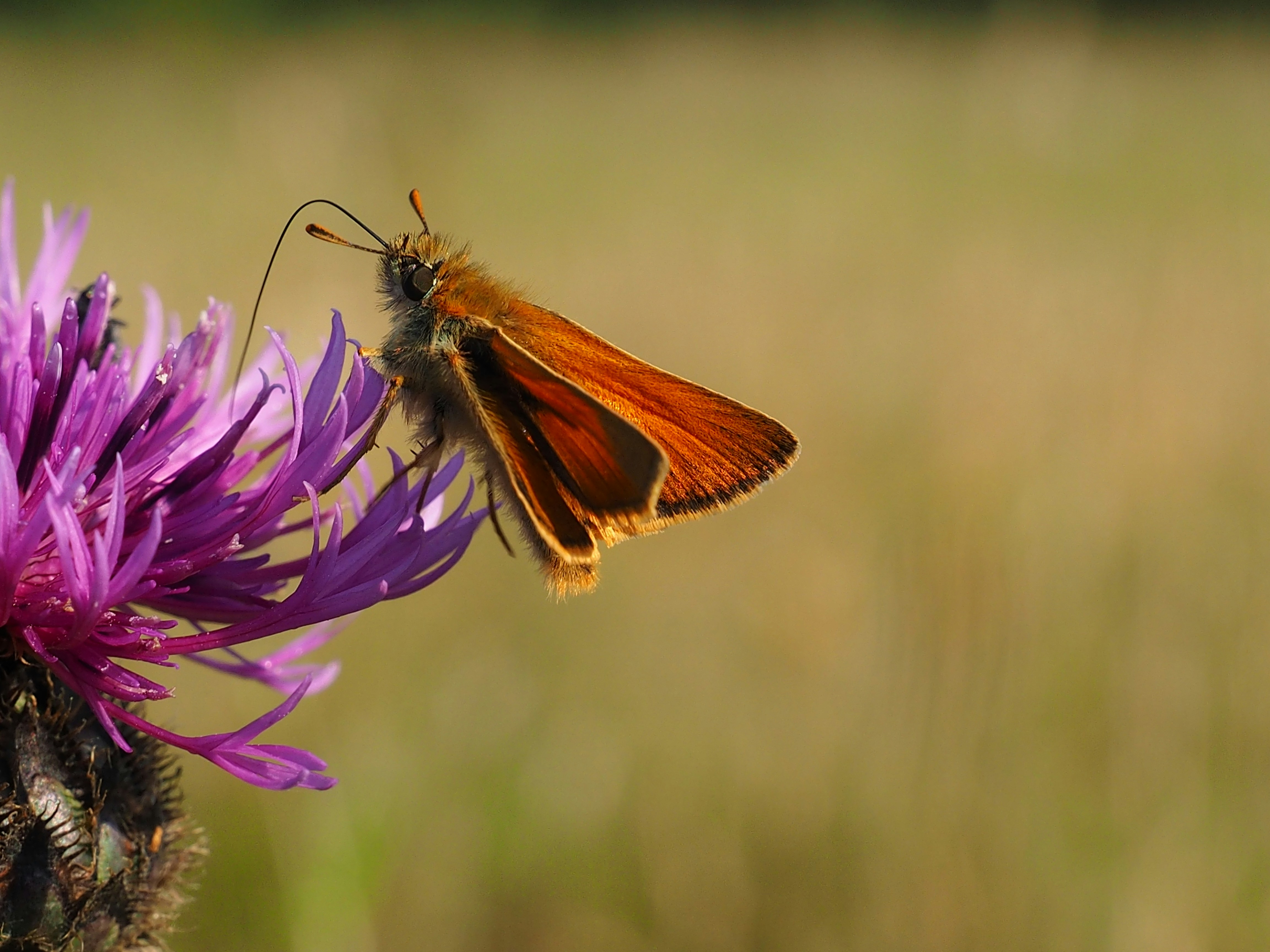 Photo by boarderbloke