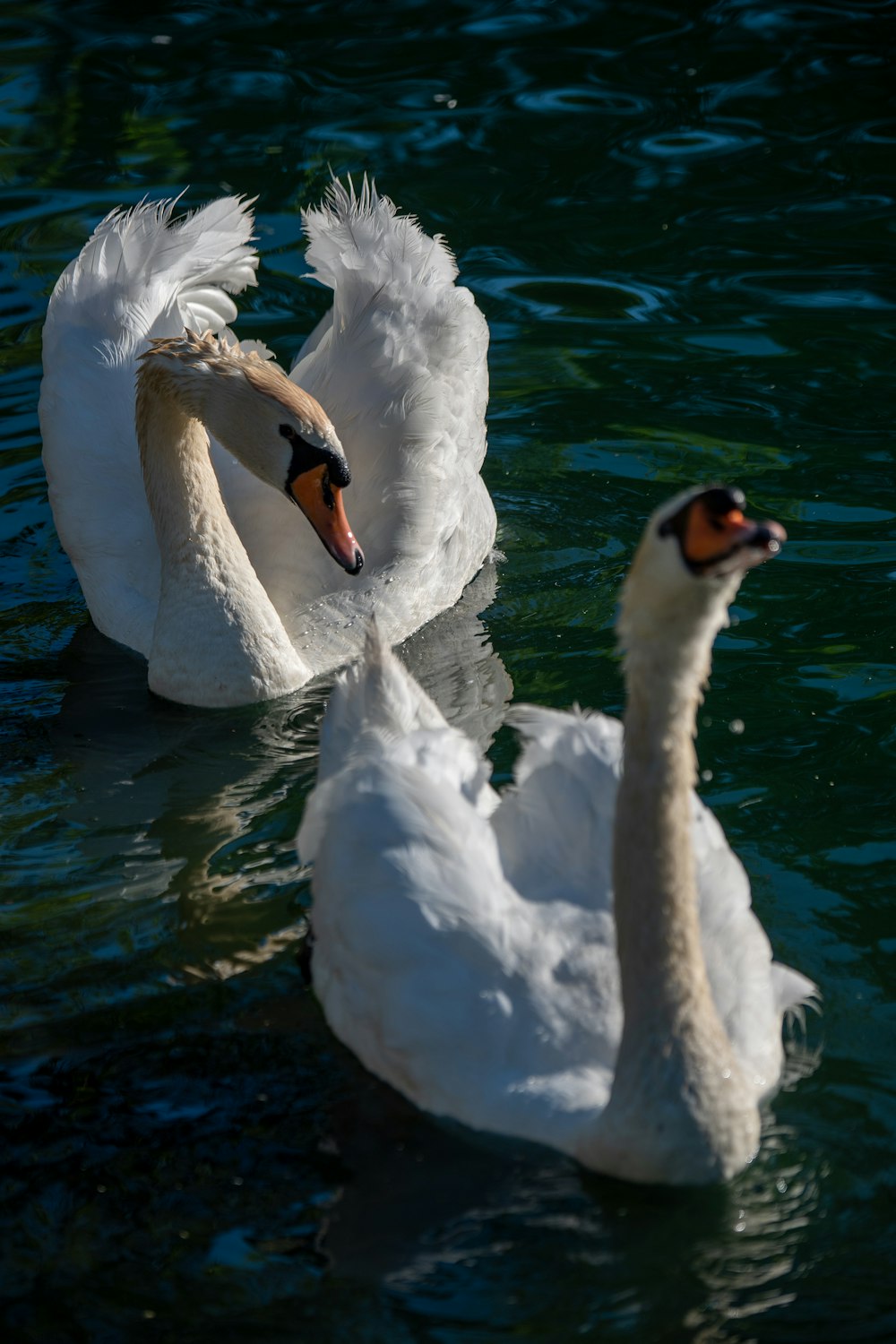 white swan on body of water during daytime