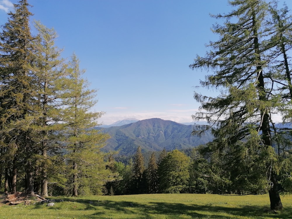 green trees on green grass field near mountain under blue sky during daytime