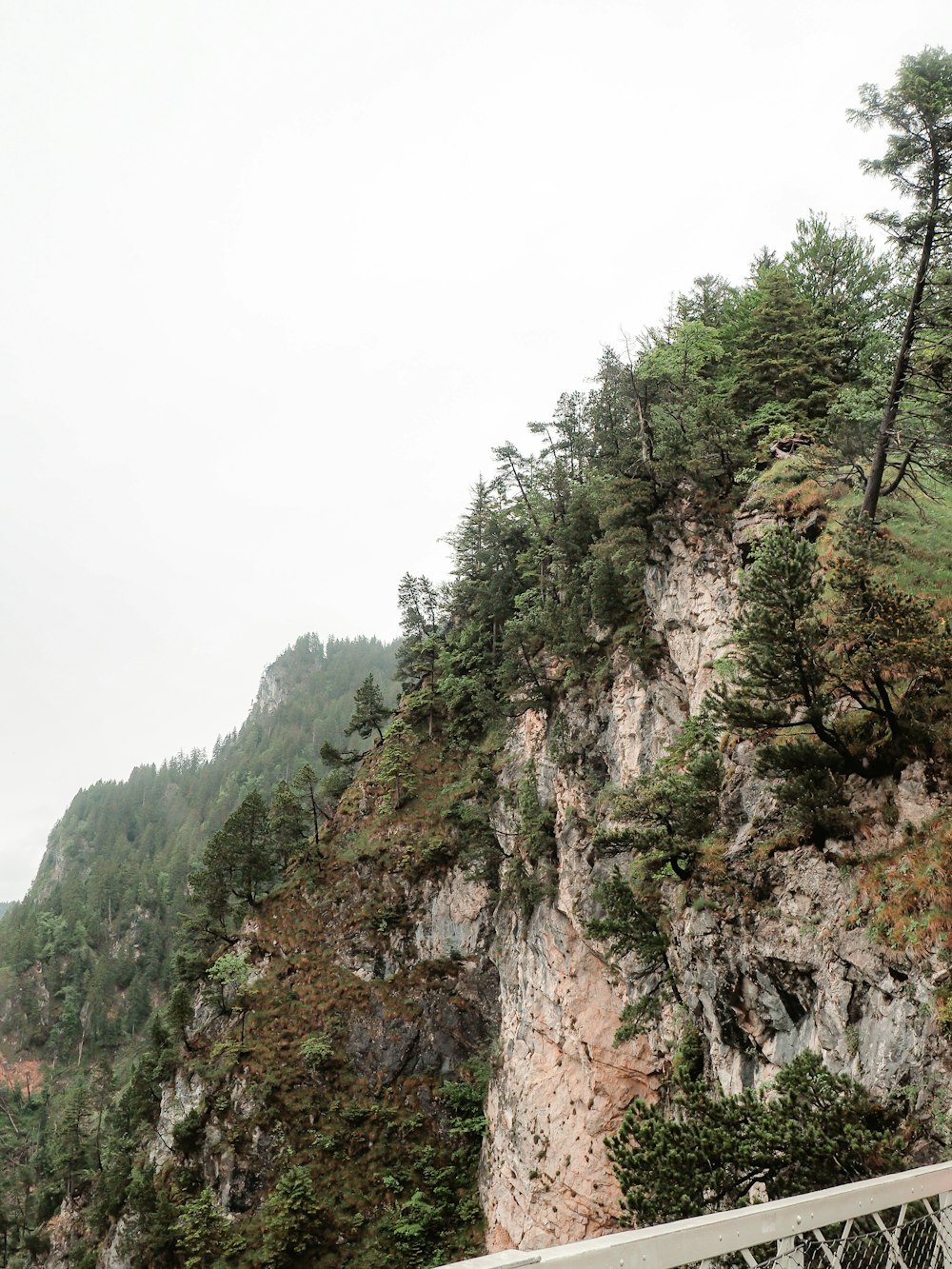 green trees on rocky mountain during daytime