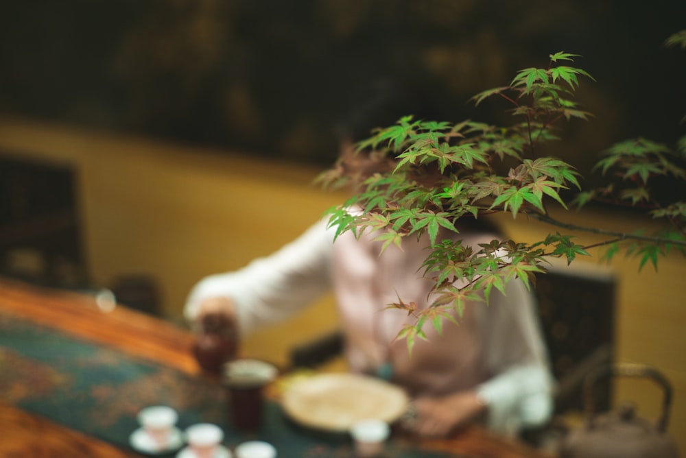 person in white long sleeve shirt holding green plant