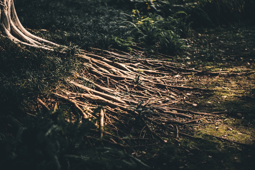 brown dried grass on ground