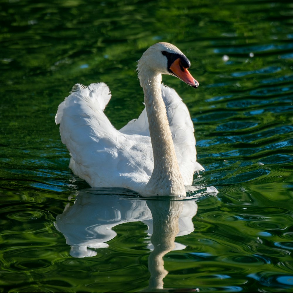 white swan on water during daytime