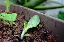 Young green plant leaves emerging from the soil in a container, with droplets of water visible on one of the leaves, suggesting a fresh and nurturing environment.