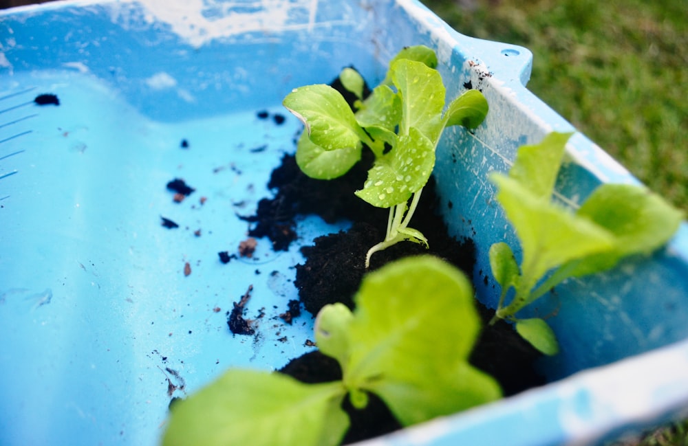 green plant on white plastic pot