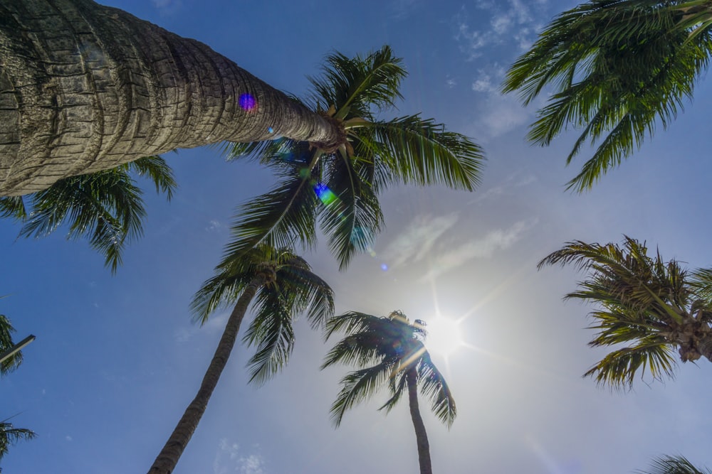 green palm tree under blue sky during daytime