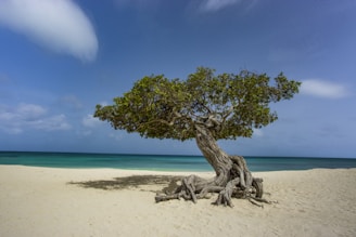 green tree on white sand beach during daytime