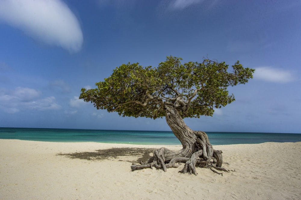 Árbol verde en la playa de arena blanca durante el día