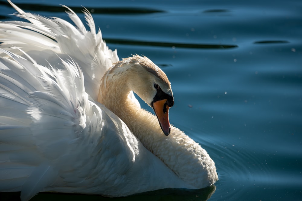 white swan on water during daytime