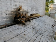 A cluster of bees congregate around the entrance of a weathered wooden hive, with one bee in flight displaying its wings. The surface of the wood is rough with visible grains and minor damage, indicating age and exposure. In the blurred background, foliage and additional hives are visible, suggesting a natural or beekeeping environment.